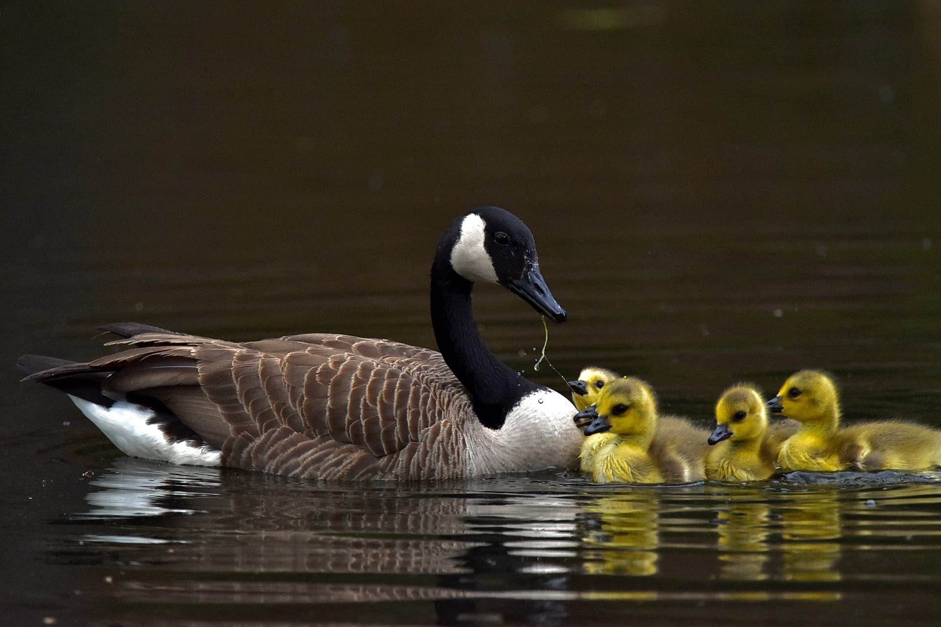 Wildlife — Goose & goslings