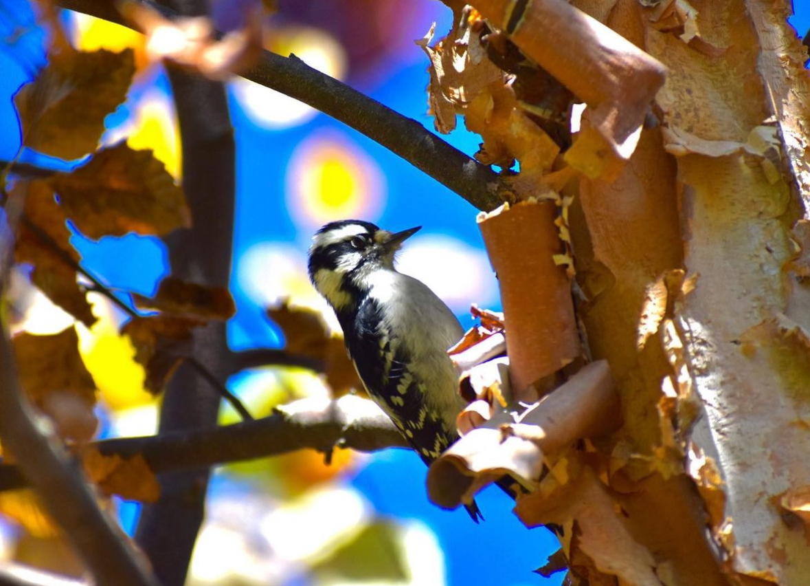 Wildlife — Downy woodpecker