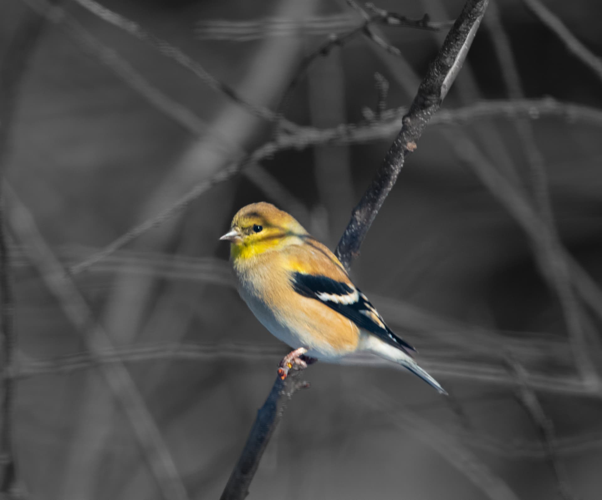 Wildlife — American goldfinch