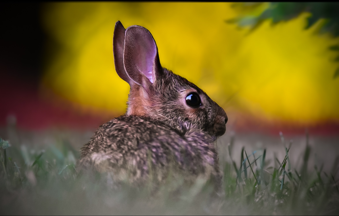 Wildlife — Cottontail
