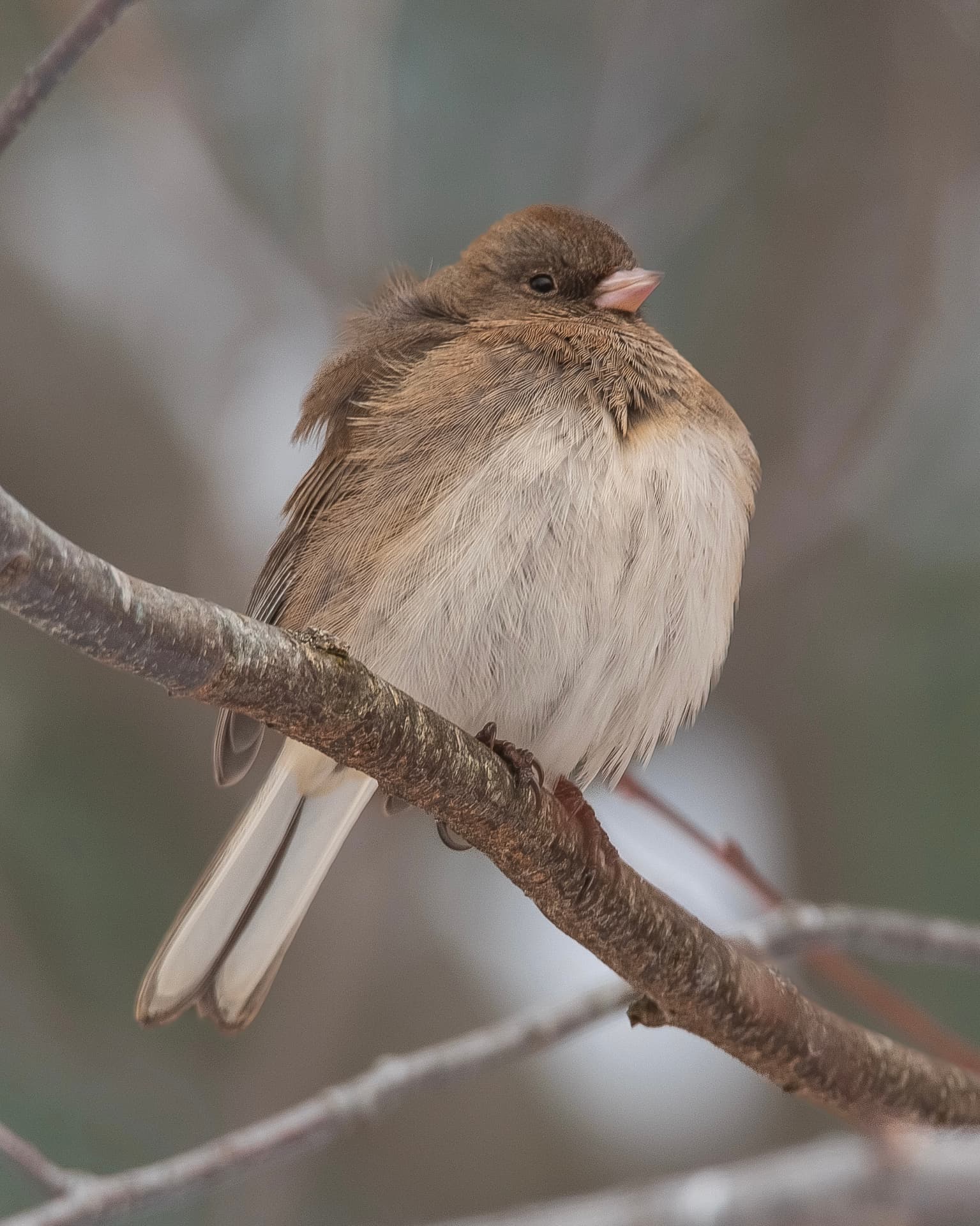 Wildlife — Dark-eyed junco