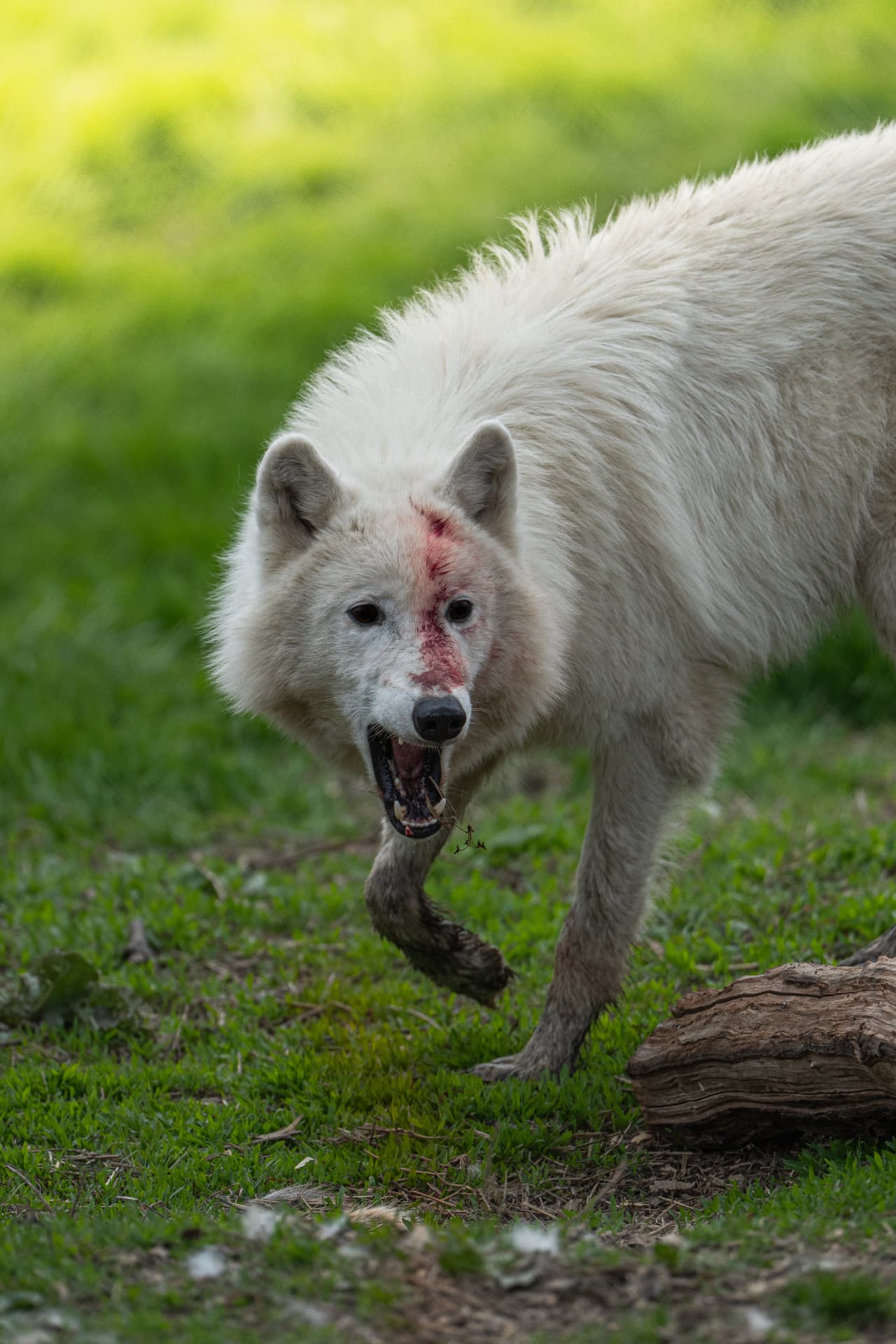 Wildlife — Arctic wolf